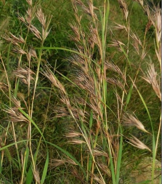 黄背草（中药）