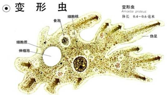 四膜虫属