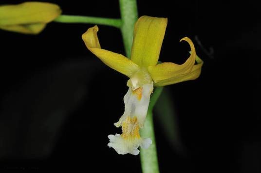 黄兰（兰科黄兰属植物）
