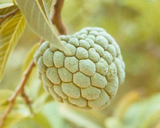 番荔枝科