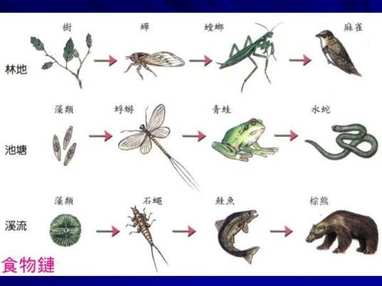 食物网