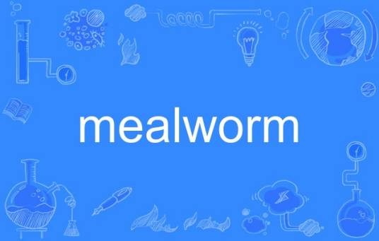mealworm
