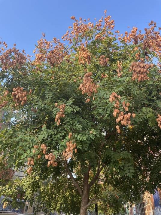 栾(无患子科栾属的一种植物)