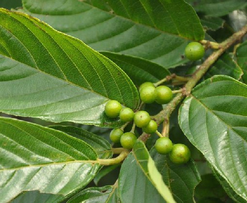 鼠李（中药）
