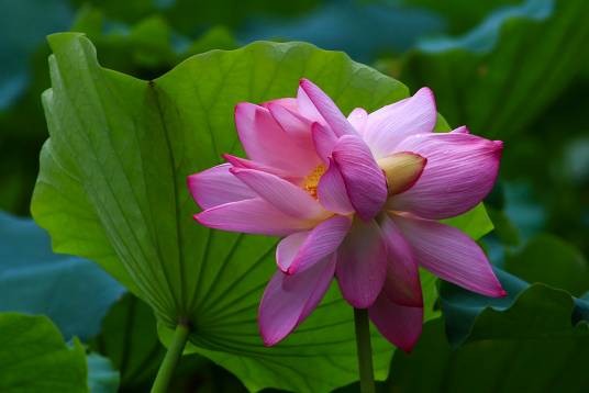并头莲(植物)