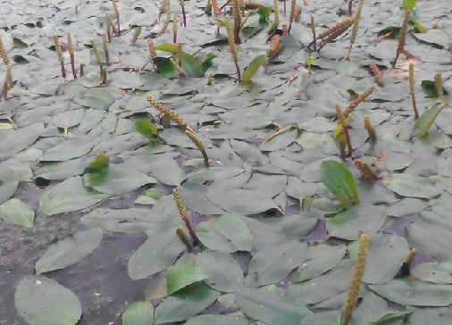 眼子菜（中药）