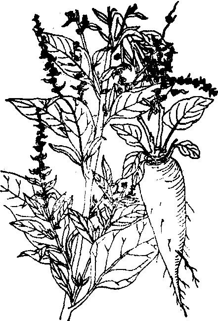 红菾菜