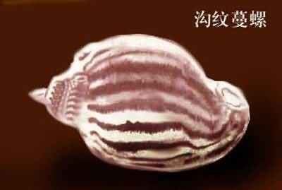 唐冠螺科