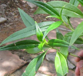 一柱香（中药材）