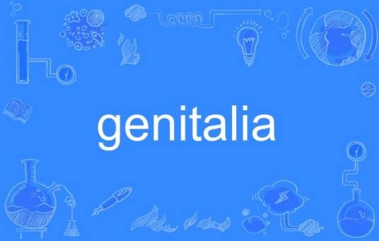 genitalia（英语单词）