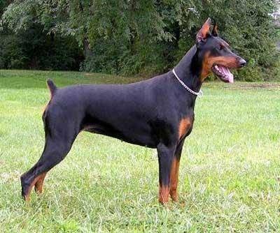 杜伯文犬