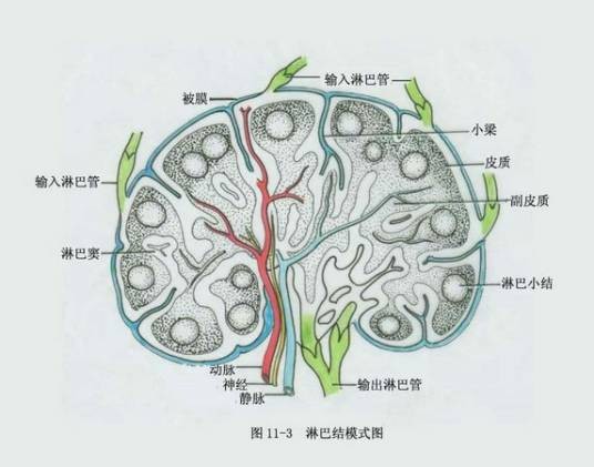 神经解剖学（学科名称）