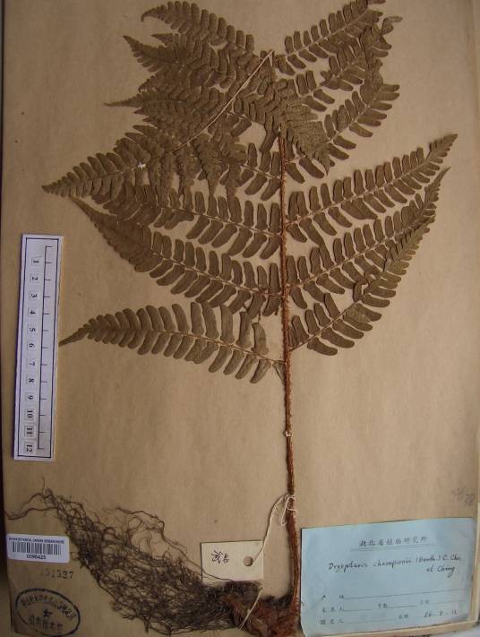 中国数字植物标本馆