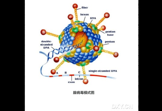 腺病毒
