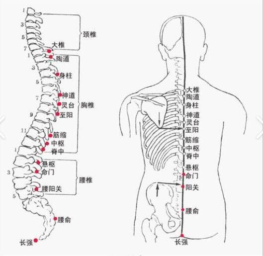 督脉穴