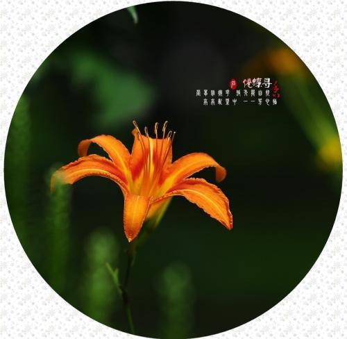 母亲花(名词)