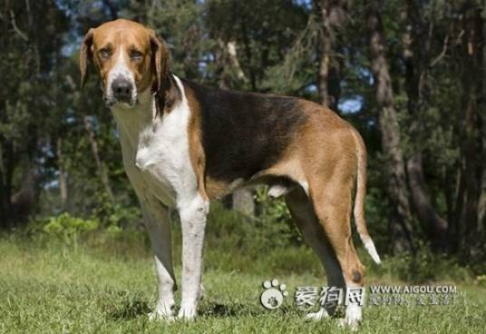 法国三色犬