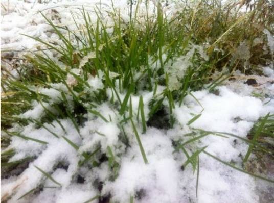 八月飞雪