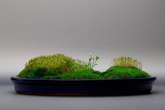 苔藓盆景