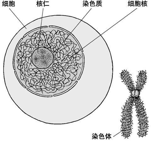 性染色体病