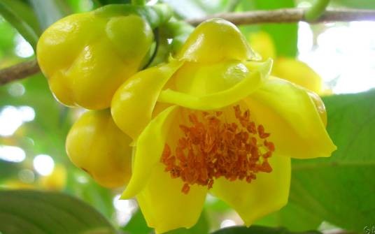 防城金花茶