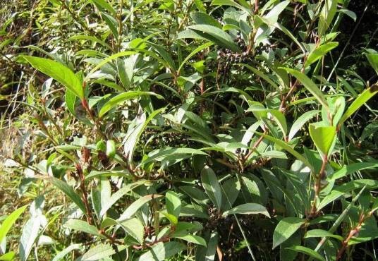 青叶胆（龙胆科獐牙菜属植物）