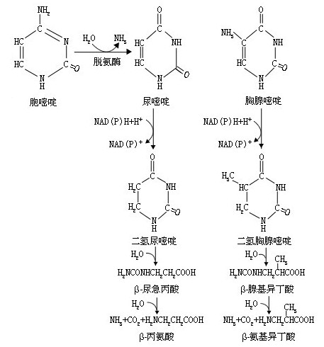 合成代谢类固醇