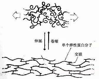 弹力蛋白