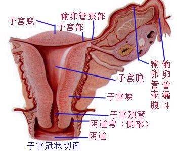 人流子宫出血