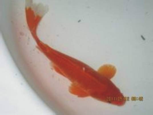 红鲫