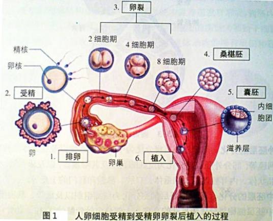 受孕过程