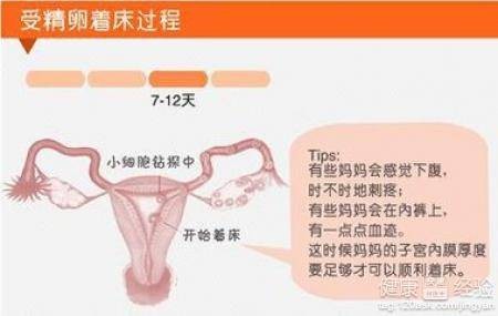 排卵后同房