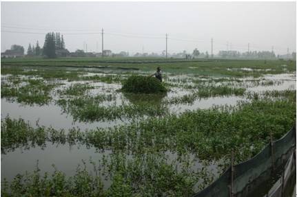 梅雨期