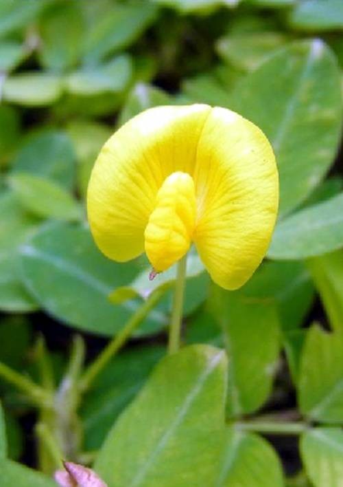 遍地黄金（豆科落花生属植物）