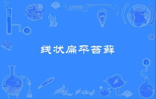 线状扁平苔藓