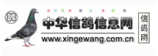 中华信鸽信息网