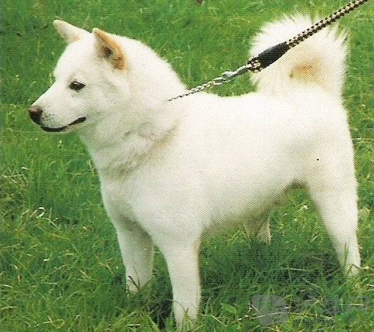 珍岛犬