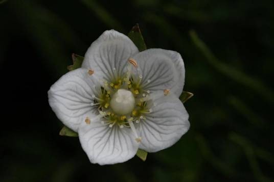 梅花草（卫矛科梅花草属植物）