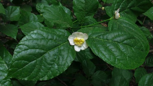 夏蜡梅（中药）