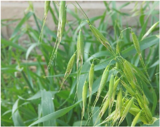 燕麦草(中药)