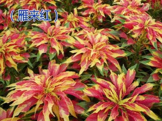 雁来红(杨万里的诗《雁来红》)