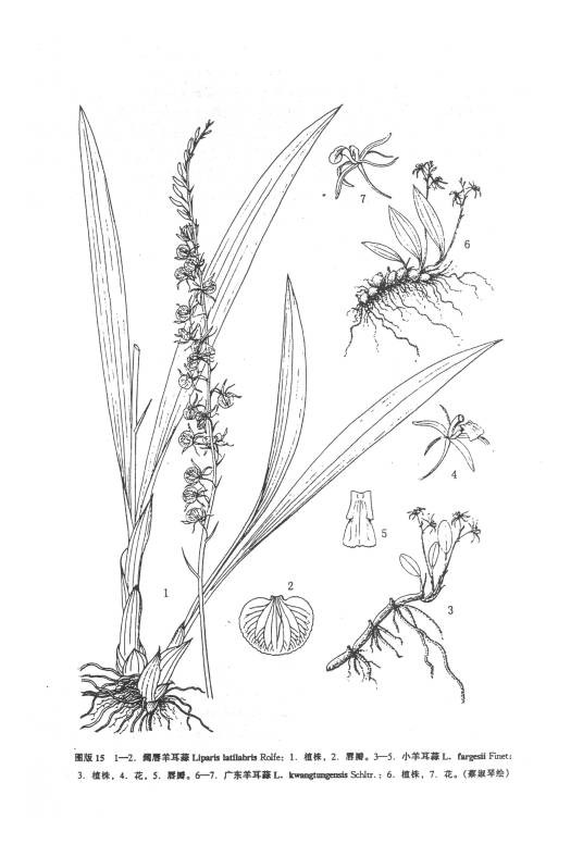 石米(双子叶植物纲植物)
