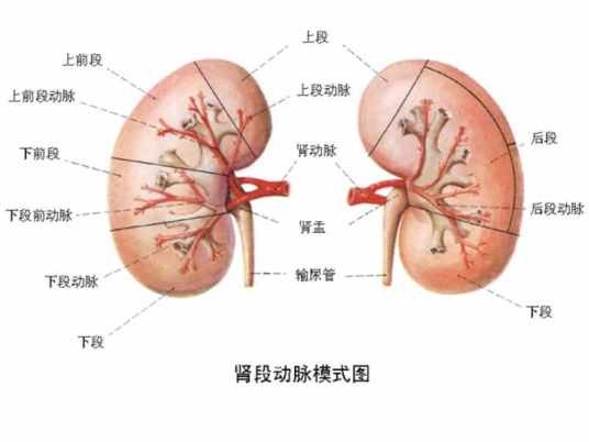 肾寒