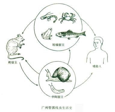广州管圆线虫