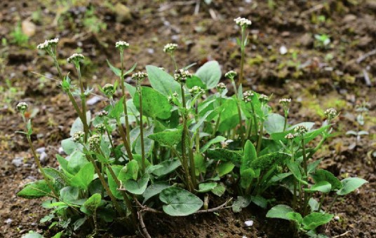 蜘蛛香（忍冬科缬草属植物）