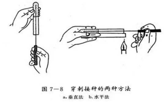 穿刺培养