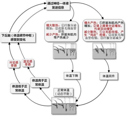 神经调节