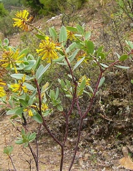荛花（中药）