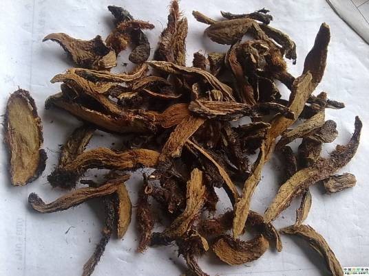 骨碎补(中药)