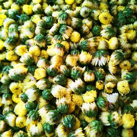 特级胎菊王